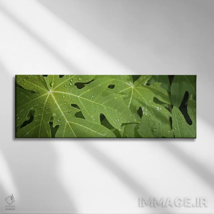 تابلو دکوراتیو قطرات باران روی برگ های درخت پاپایا، لا دیگو، سیشل اثر پانورامیک ایمجز - نمای روبهرو روی دیوار