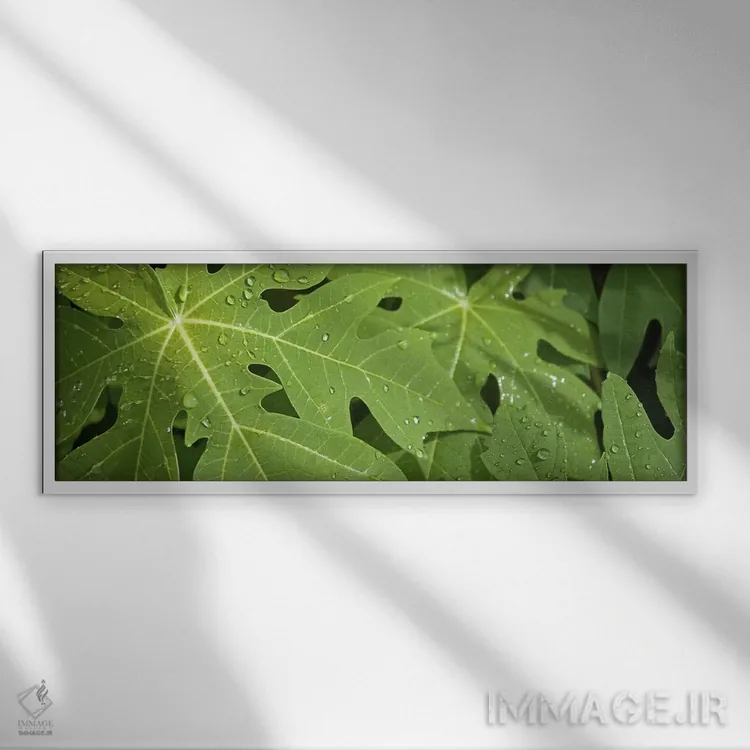 تابلو دکوراتیو قطرات باران روی برگ های درخت پاپایا، لا دیگو، سیشل اثر پانورامیک ایمجز - نمای قابدار سفید