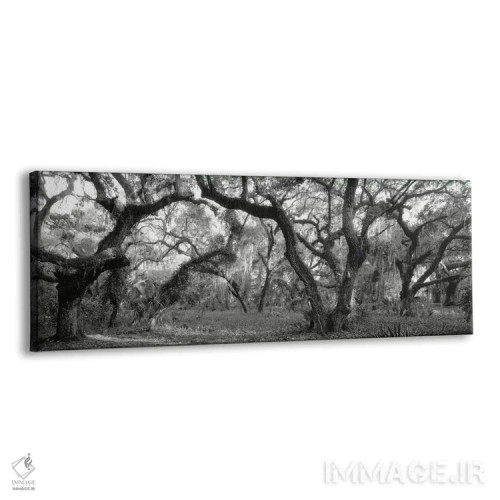 تابلو دکوراتیو Lake Kissimmee State Park, Florida, USA" - "درختان بلوط… اثر پانورامیک ایمجز - نمای پرسپکتیو محصول
