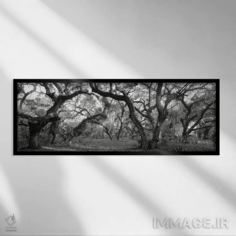 تابلو دکوراتیو Lake Kissimmee State Park, Florida, USA" - "درختان بلوط… اثر پانورامیک ایمجز - نمای قابدار مشکی