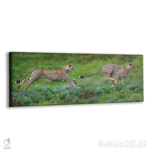 تابلو دکوراتیو Ngorongoro Conservation Area, Crater Highlands, Arusha… اثر پانورامیک ایمجز - نمای پرسپکتیو محصول