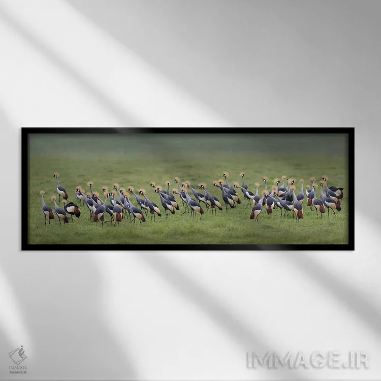 تابلو دکوراتیو Ngorongoro Conservation Area, Crater Highlands, Arusha… اثر پانورامیک ایمجز - نمای قابدار مشکی