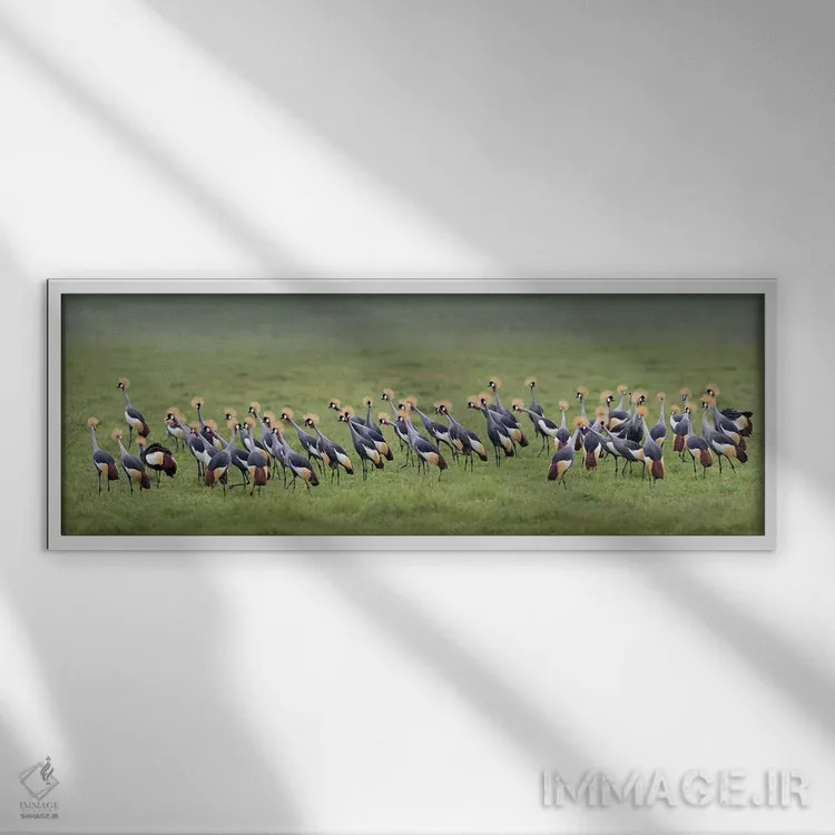 تابلو دکوراتیو Ngorongoro Conservation Area, Crater Highlands, Arusha… اثر پانورامیک ایمجز - نمای قابدار سفید