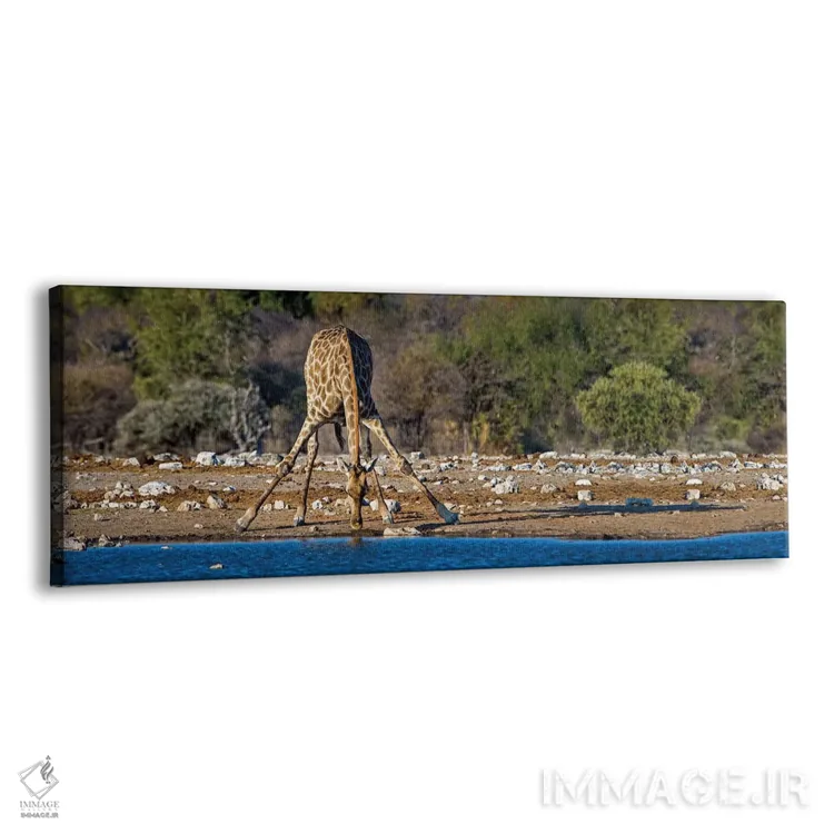 تابلو دکوراتیو Etosha National Park, Namibia" - "زرافه در حوضچه آب II… اثر پانورامیک ایمجز - نمای پرسپکتیو محصول