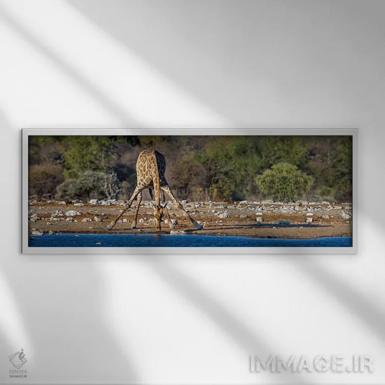 تابلو دکوراتیو Etosha National Park, Namibia" - "زرافه در حوضچه آب II… اثر پانورامیک ایمجز - نمای قابدار سفید