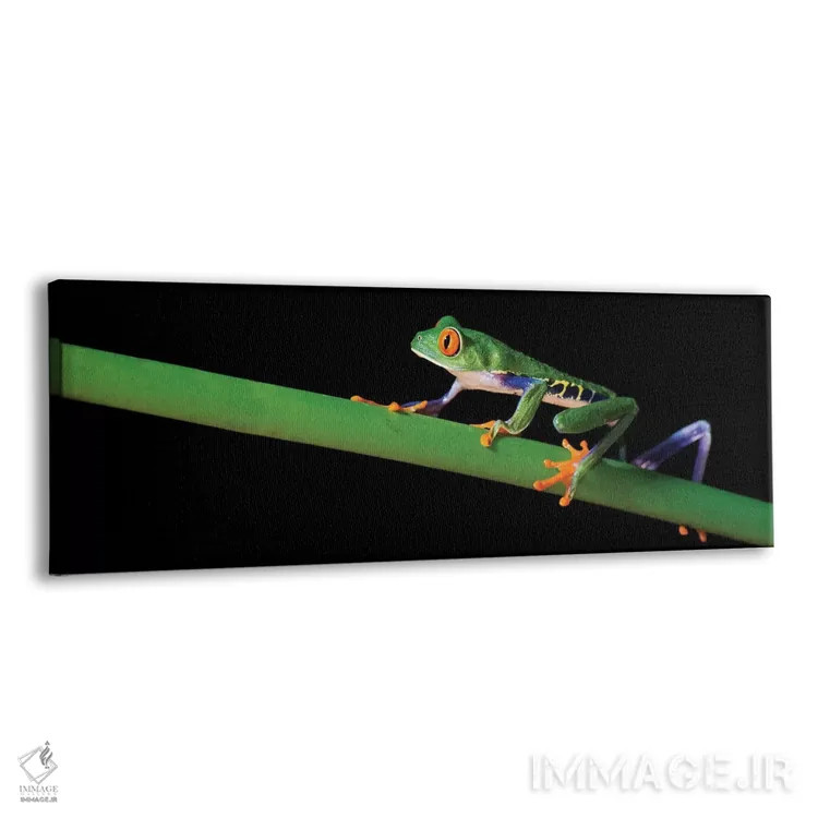 تابلو دکوراتیو Costa Rica" - "قورباغه درختی چشم قرمز، کاستاریکا" اثر پانورامیک ایمجز - نمای پرسپکتیو محصول
