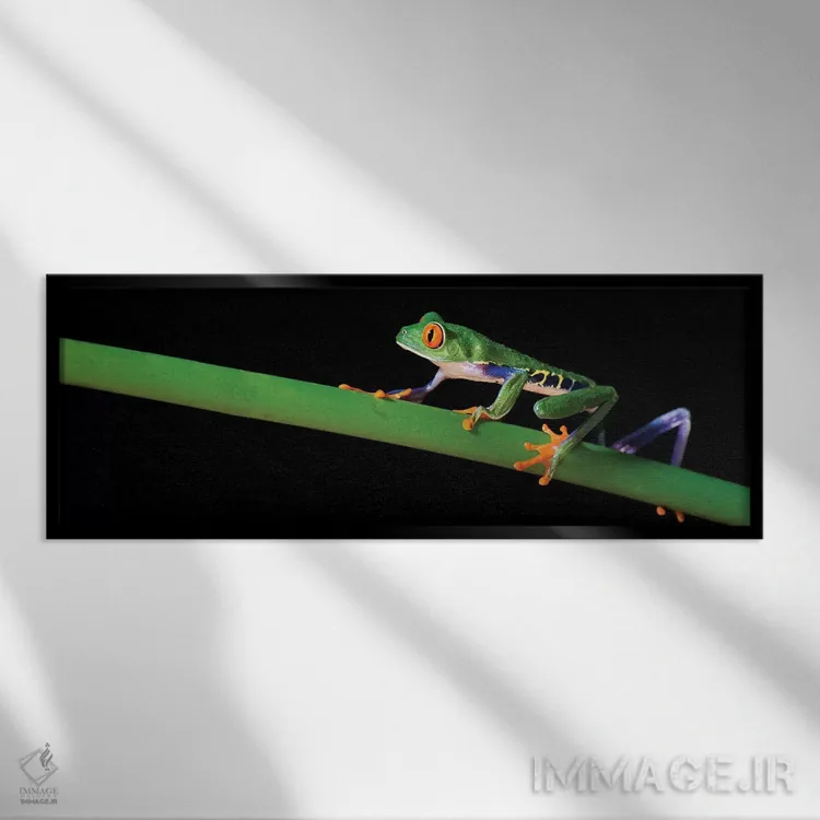 تابلو دکوراتیو Costa Rica" - "قورباغه درختی چشم قرمز، کاستاریکا" اثر پانورامیک ایمجز - نمای قابدار مشکی