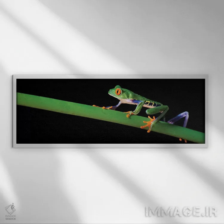 تابلو دکوراتیو Costa Rica" - "قورباغه درختی چشم قرمز، کاستاریکا" اثر پانورامیک ایمجز - نمای قابدار سفید