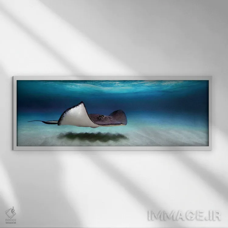 تابلو دکوراتیو North Sound, Grand Cayman, Cayman Islands" - "ماهی راوی… اثر پانورامیک ایمجز - نمای قابدار سفید