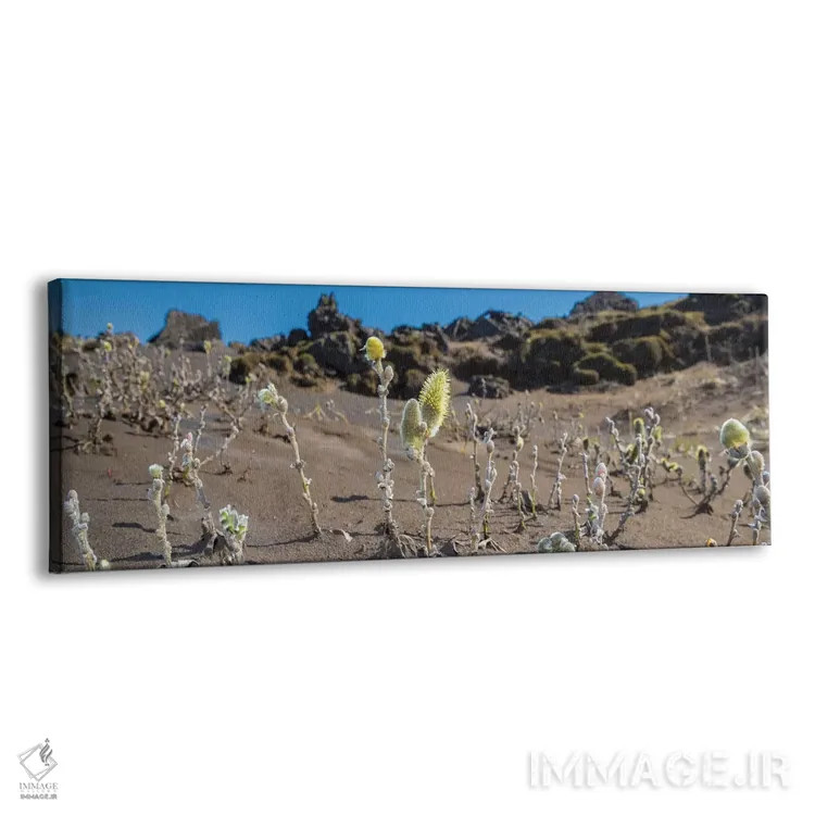 تابلو دکوراتیو Black Sands, Iceland" - "درخت بید پشمی، شن های سیاه، ای… اثر پانورامیک ایمجز - نمای پرسپکتیو محصول