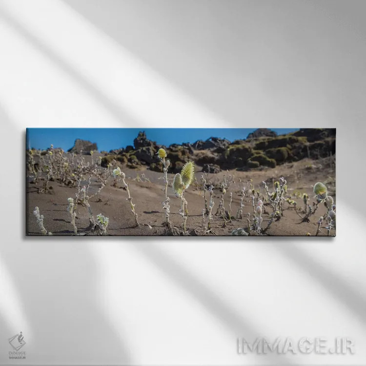 تابلو دکوراتیو Black Sands, Iceland" - "درخت بید پشمی، شن های سیاه، ای… اثر پانورامیک ایمجز - نمای روبهرو روی دیوار