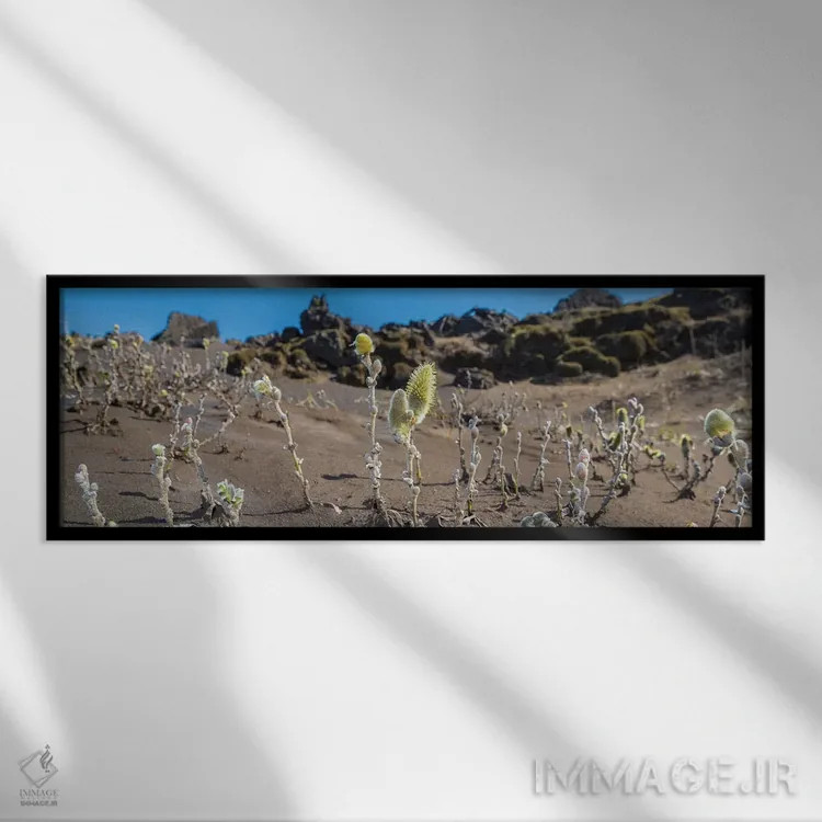تابلو دکوراتیو Black Sands, Iceland" - "درخت بید پشمی، شن های سیاه، ای… اثر پانورامیک ایمجز - نمای قابدار مشکی