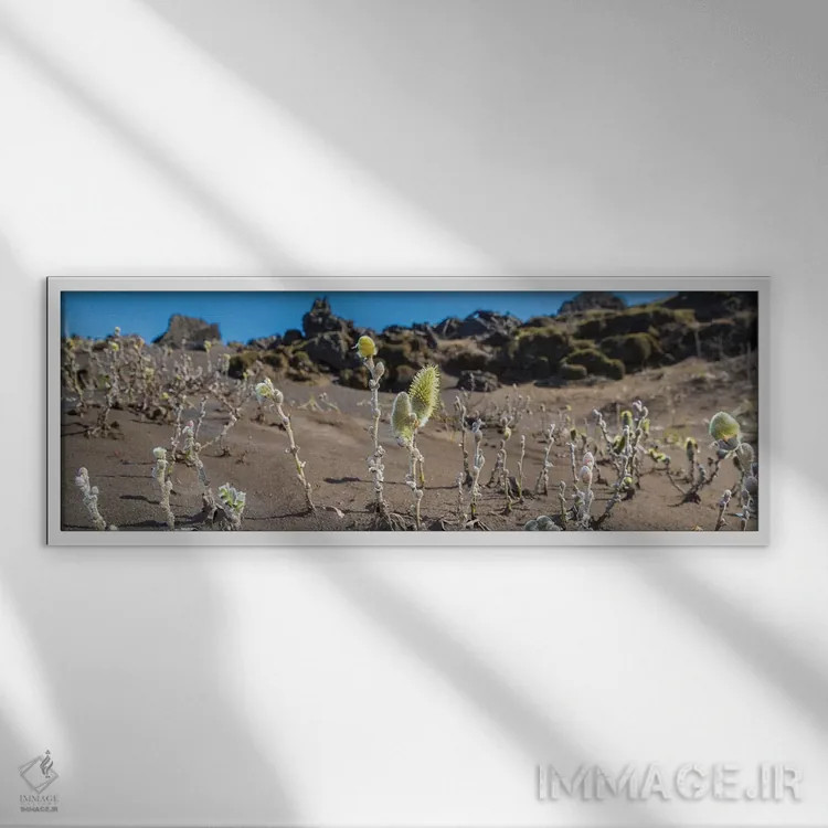 تابلو دکوراتیو Black Sands, Iceland" - "درخت بید پشمی، شن های سیاه، ای… اثر پانورامیک ایمجز - نمای قابدار سفید