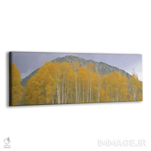 تابلو دکوراتیو Kebler Pass, Gunnison National Forest, Gunnison County… اثر پانورامیک ایمجز - نمای پرسپکتیو محصول