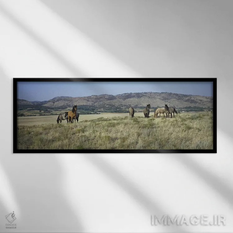 تابلو دکوراتیو "گله اسب های وحشی، پناهگاه اسب های وحشی هیلز سیاه، هات… اثر پانورامیک ایمجز - نمای قابدار مشکی