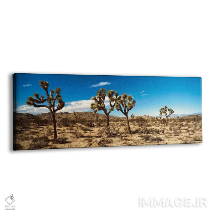 تابلو دکوراتیو "منظره بیابانی، پارک ملی درخت یوشا، کالیفرنیا، ایالات م… اثر پانورامیک ایمجز - نمای پرسپکتیو محصول
