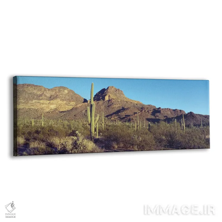 تابلو دکوراتیو Organ Pipe Cactus National Park, Arizona, USA,کاکتوس در… اثر پانورامیک ایمجز - نمای پرسپکتیو محصول