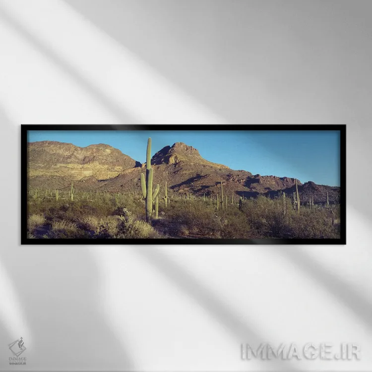 تابلو دکوراتیو Organ Pipe Cactus National Park, Arizona, USA,کاکتوس در… اثر پانورامیک ایمجز - نمای قابدار مشکی