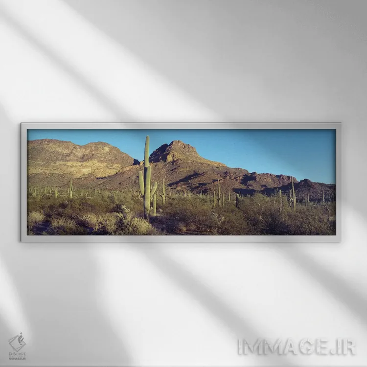 تابلو دکوراتیو Organ Pipe Cactus National Park, Arizona, USA,کاکتوس در… اثر پانورامیک ایمجز - نمای قابدار سفید