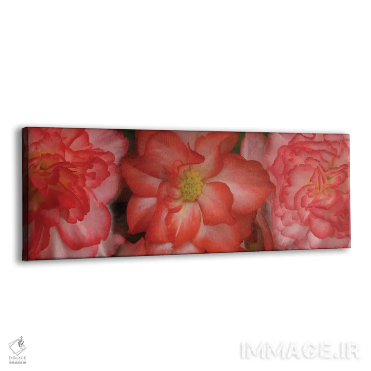 تابلو دکوراتیو "نمای نزدیک گل های بگونیا" اثر پانورامیک ایمجز - نمای پرسپکتیو محصول