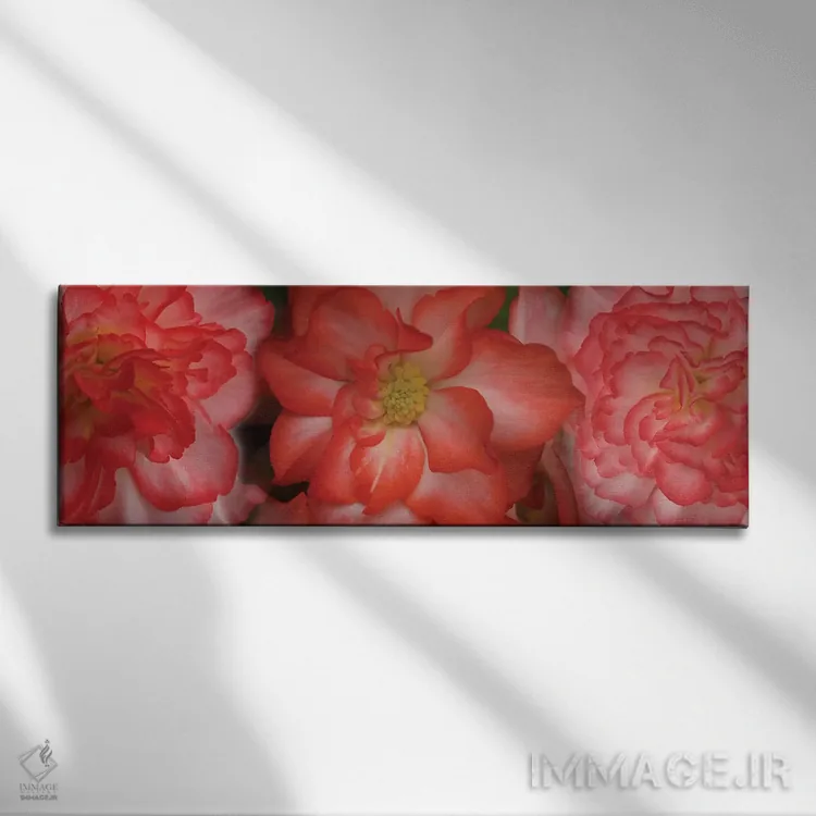 تابلو دکوراتیو "نمای نزدیک گل های بگونیا" اثر پانورامیک ایمجز - نمای روبهرو روی دیوار