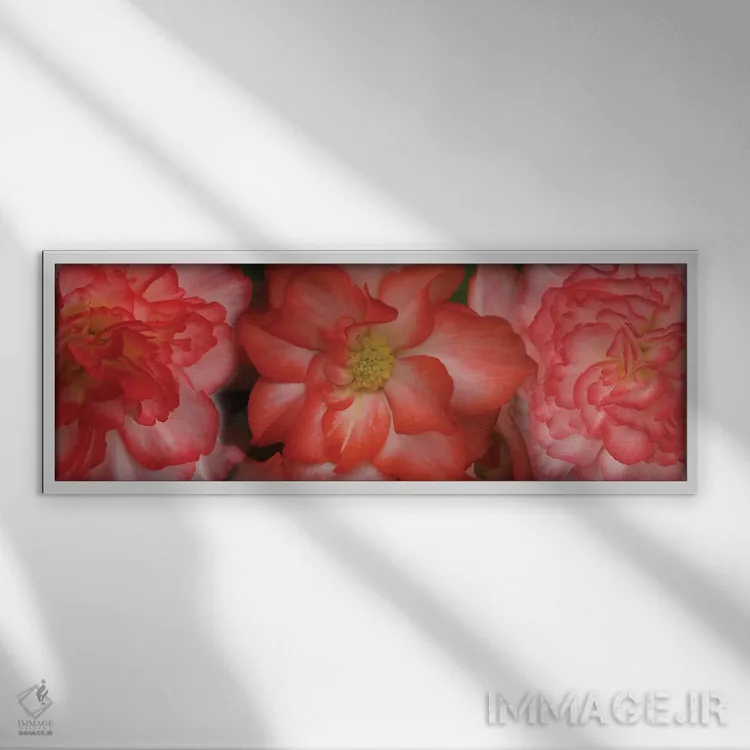 تابلو دکوراتیو "نمای نزدیک گل های بگونیا" اثر پانورامیک ایمجز - نمای قابدار سفید