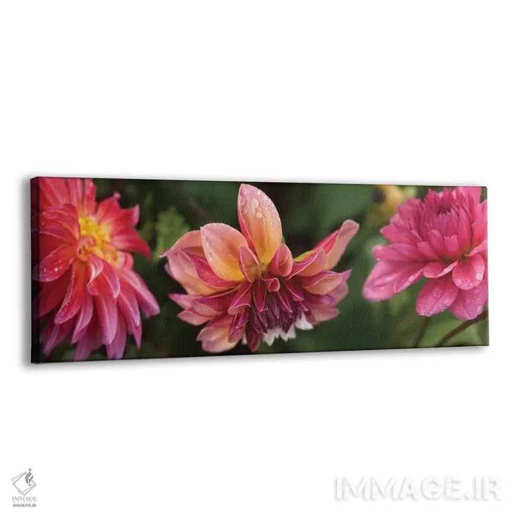 تابلو دکوراتیو "نمای نزدیک گل های داهلیا در حال شکوفایی روی گیاه I" اثر پانورامیک ایمجز - نمای پرسپکتیو محصول