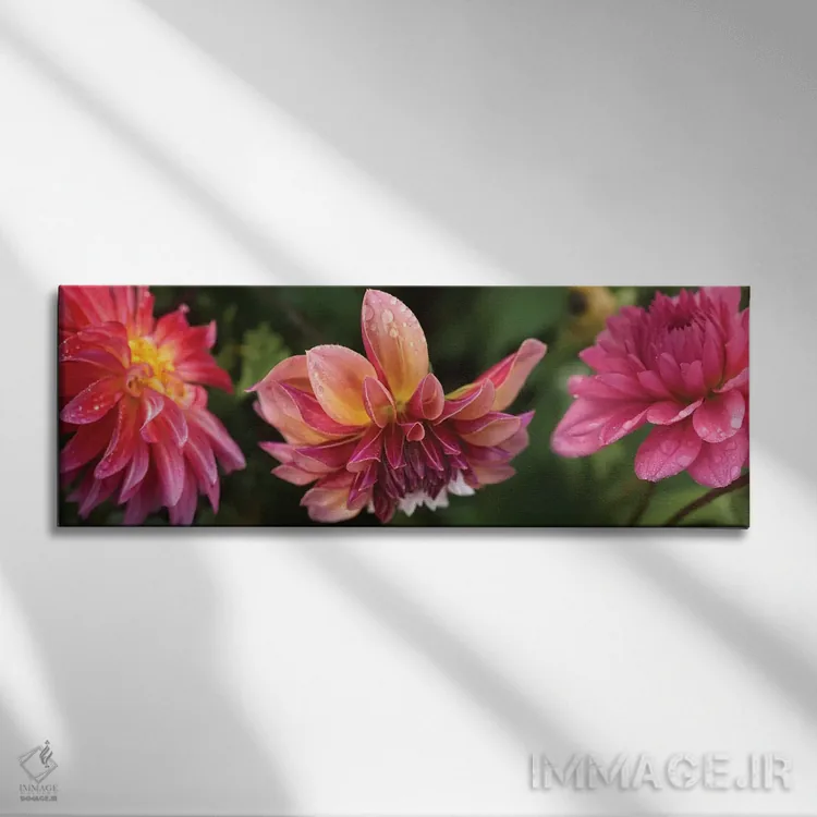 تابلو دکوراتیو "نمای نزدیک گل های داهلیا در حال شکوفایی روی گیاه I" اثر پانورامیک ایمجز - نمای روبهرو روی دیوار