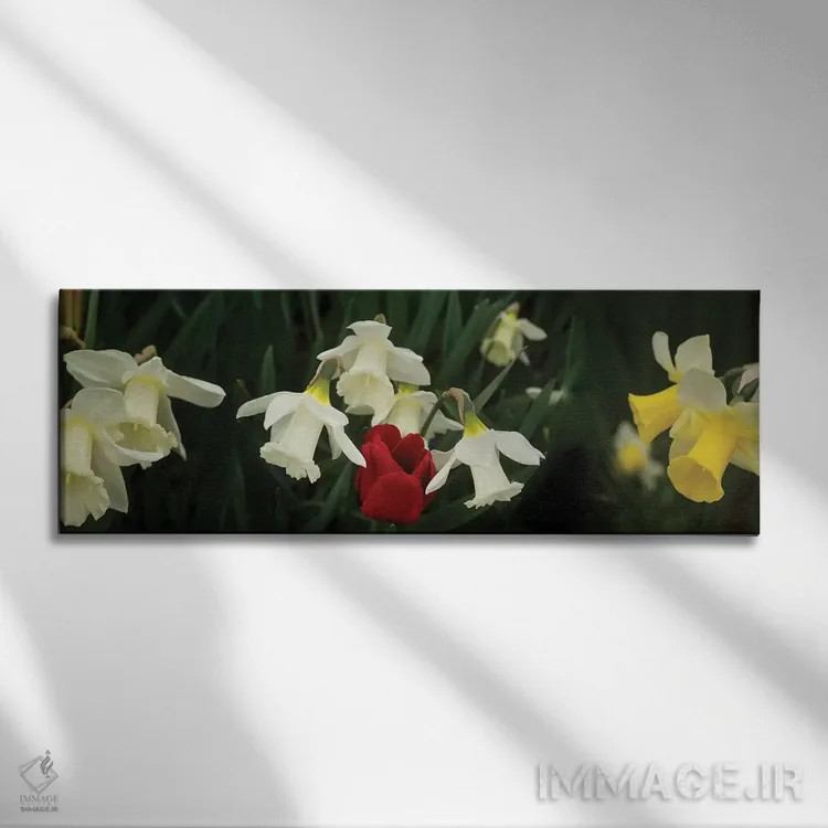 تابلو دکوراتیو "نمای نزدیک گل های نرگس با یک لاله قرمز" اثر پانورامیک ایمجز - نمای روبهرو روی دیوار