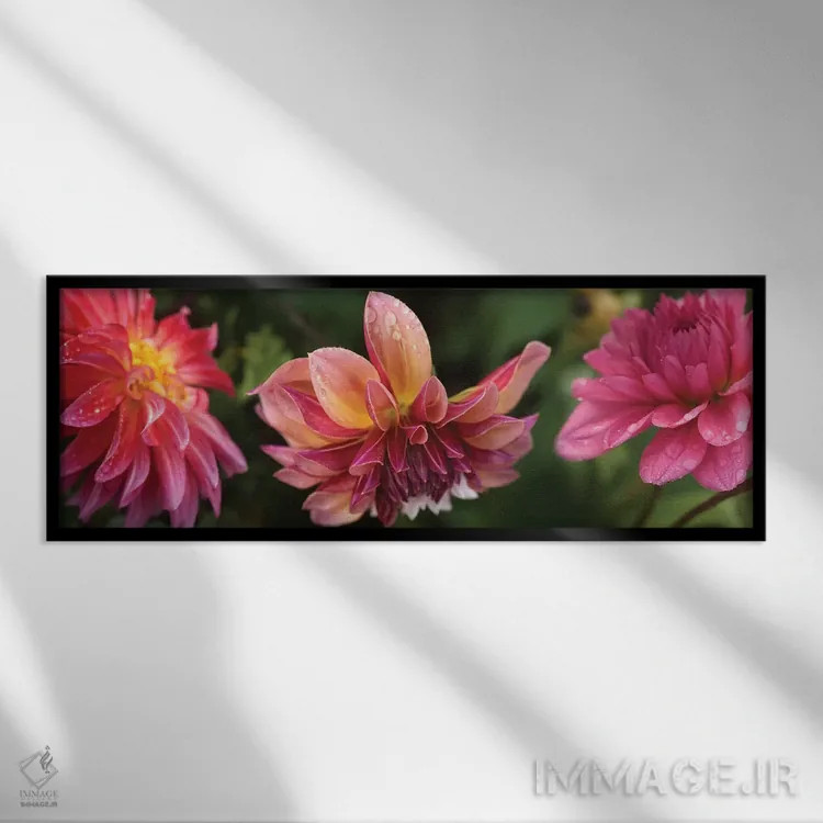 تابلو دکوراتیو "نمای نزدیک گل های داهلیا در حال شکوفایی روی گیاه I" اثر پانورامیک ایمجز - نمای قابدار مشکی