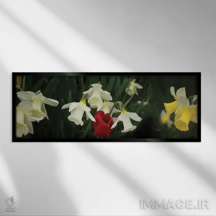 تابلو دکوراتیو "نمای نزدیک گل های نرگس با یک لاله قرمز" اثر پانورامیک ایمجز - نمای قابدار مشکی