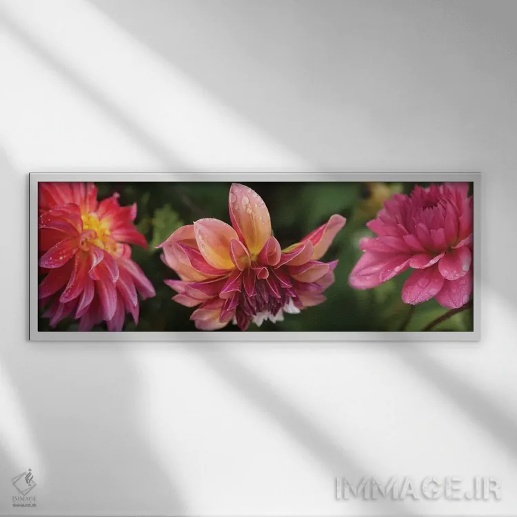 تابلو دکوراتیو "نمای نزدیک گل های داهلیا در حال شکوفایی روی گیاه I" اثر پانورامیک ایمجز - نمای قابدار سفید