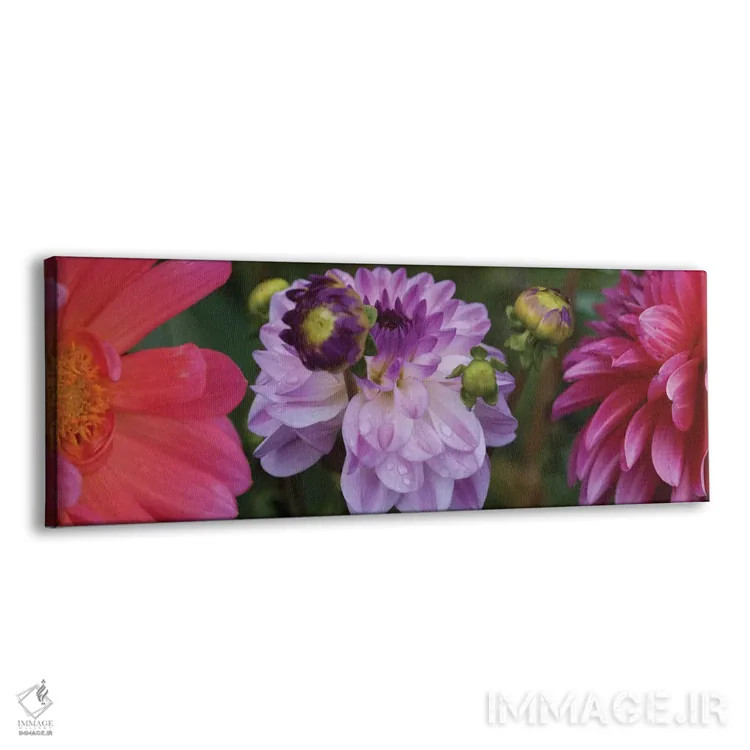 تابلو دکوراتیو "نمای نزدیک گل های داهلیا در حال شکوفایی روی گیاه III" اثر پانورامیک ایمجز - نمای پرسپکتیو محصول