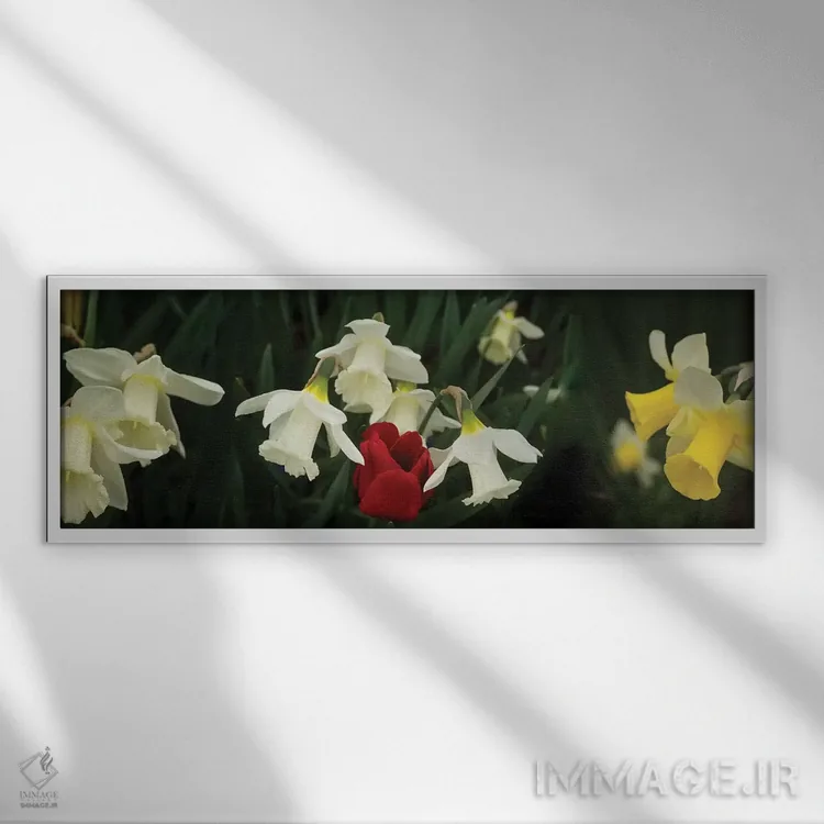 تابلو دکوراتیو "نمای نزدیک گل های نرگس با یک لاله قرمز" اثر پانورامیک ایمجز - نمای قابدار سفید
