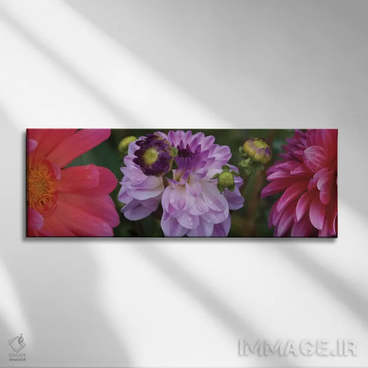 تابلو دکوراتیو "نمای نزدیک گل های داهلیا در حال شکوفایی روی گیاه III" اثر پانورامیک ایمجز - نمای روبهرو روی دیوار