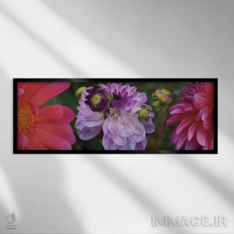 تابلو دکوراتیو "نمای نزدیک گل های داهلیا در حال شکوفایی روی گیاه III" اثر پانورامیک ایمجز - نمای قابدار مشکی