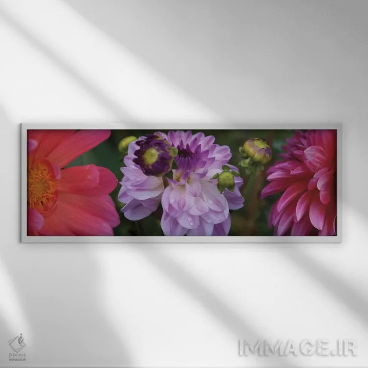 تابلو دکوراتیو "نمای نزدیک گل های داهلیا در حال شکوفایی روی گیاه III" اثر پانورامیک ایمجز - نمای قابدار سفید