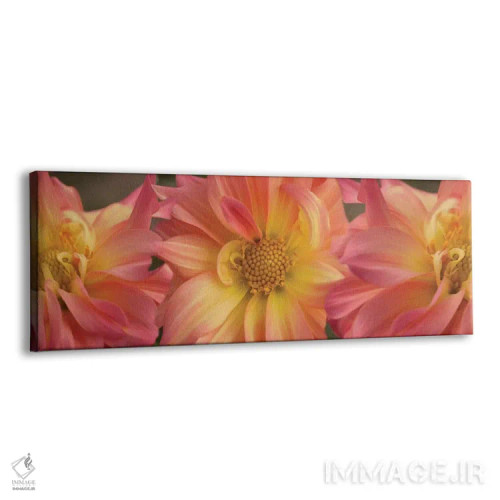 تابلو دکوراتیو "نمای نزدیک گل های داهلیا در حال شکوفایی روی گیاه VI" اثر پانورامیک ایمجز - نمای پرسپکتیو محصول