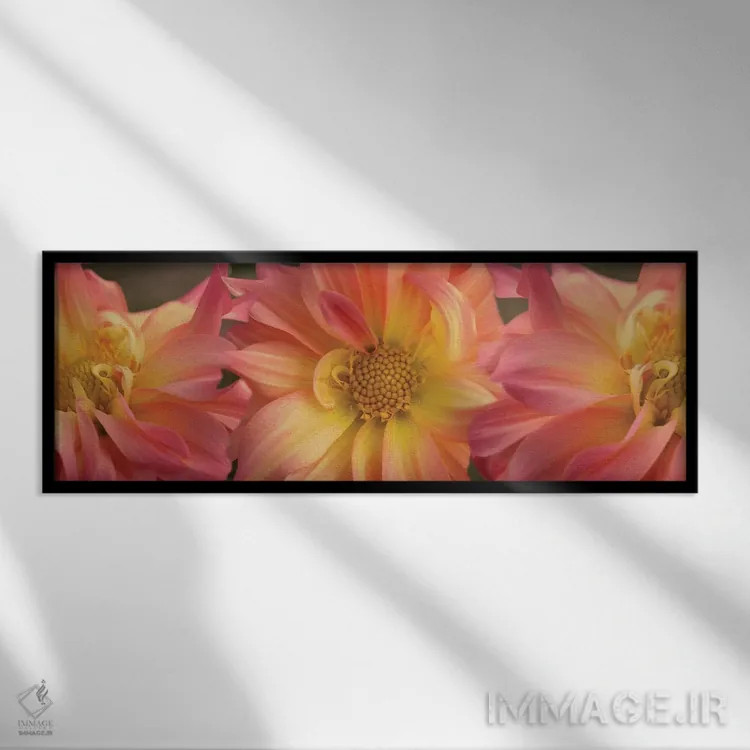 تابلو دکوراتیو "نمای نزدیک گل های داهلیا در حال شکوفایی روی گیاه VI" اثر پانورامیک ایمجز - نمای قابدار مشکی