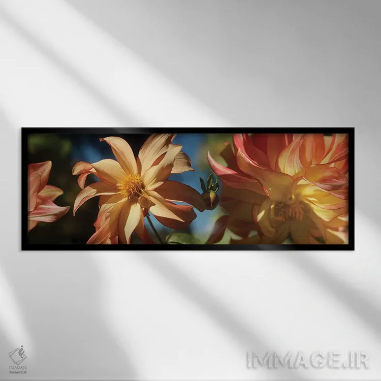 تابلو دکوراتیو "نمای نزدیک گل های داهلیا در حال شکوفایی روی گیاه IV" اثر پانورامیک ایمجز - نمای قابدار مشکی