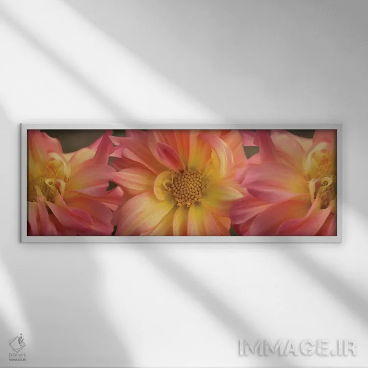 تابلو دکوراتیو "نمای نزدیک گل های داهلیا در حال شکوفایی روی گیاه VI" اثر پانورامیک ایمجز - نمای قابدار سفید