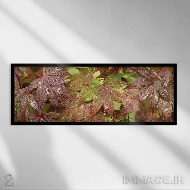 تابلو دکوراتیو "نمای نزدیک برگ های افرا ژاپنی I" اثر پانورامیک ایمجز - نمای قابدار مشکی