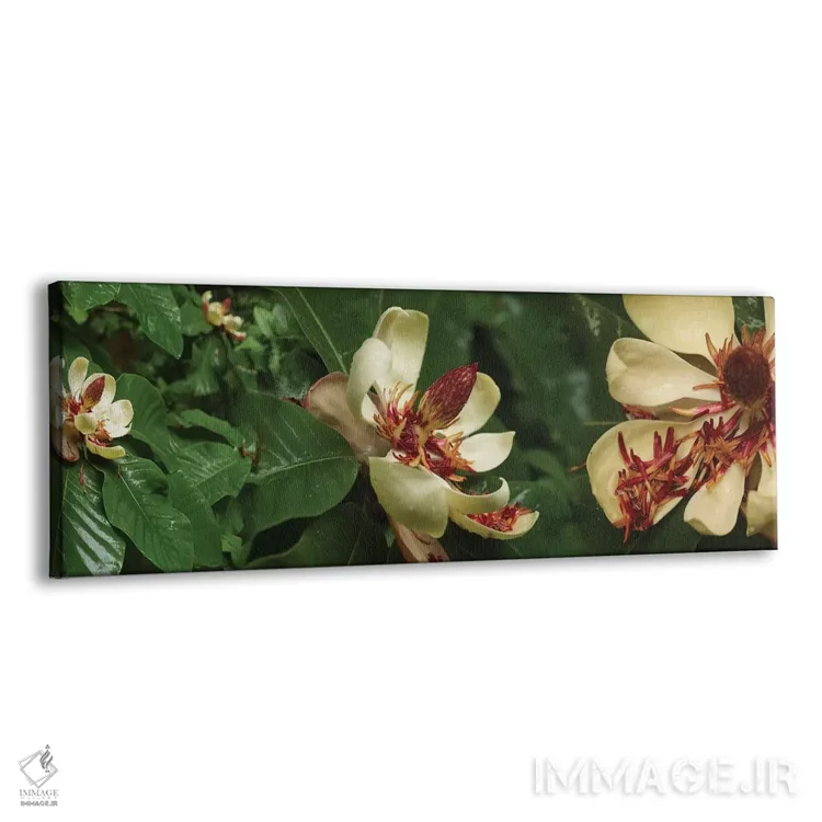 تابلو دکوراتیو گل های شکفته مگنولیا نزدیک I اثر پانورامیک ایمجز - نمای پرسپکتیو محصول