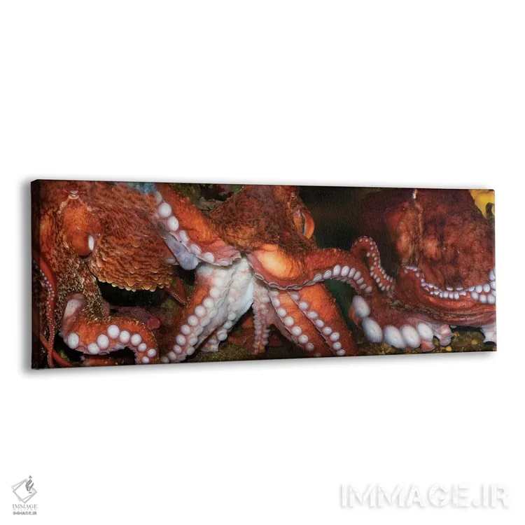 تابلو دکوراتیو اختاپوس نزدیک اثر پانورامیک ایمجز - نمای پرسپکتیو محصول