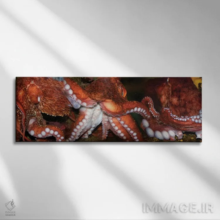 تابلو دکوراتیو اختاپوس نزدیک اثر پانورامیک ایمجز - نمای روبهرو روی دیوار