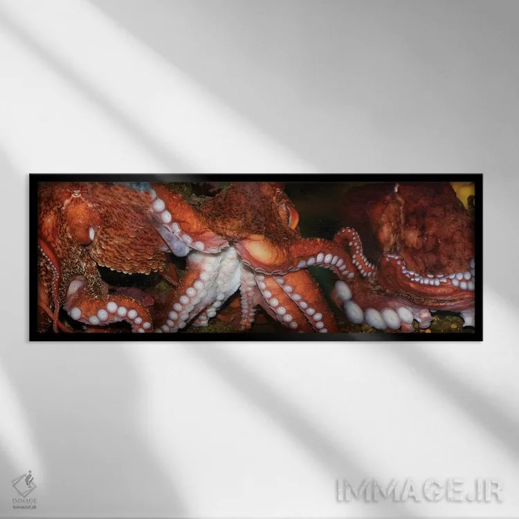 تابلو دکوراتیو اختاپوس نزدیک اثر پانورامیک ایمجز - نمای قابدار مشکی