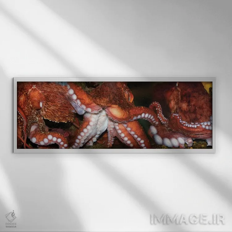 تابلو دکوراتیو اختاپوس نزدیک اثر پانورامیک ایمجز - نمای قابدار سفید