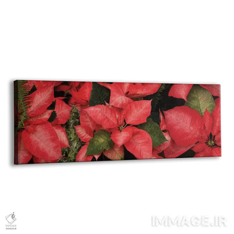 تابلو دکوراتیو گل های پوانستیا نزدیک I اثر پانورامیک ایمجز - نمای پرسپکتیو محصول