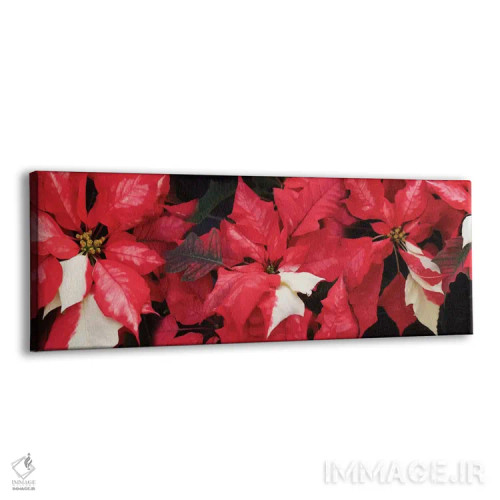 تابلو دکوراتیو گل های پوانستیا نزدیک II اثر پانورامیک ایمجز - نمای پرسپکتیو محصول
