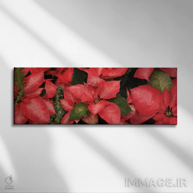 تابلو دکوراتیو گل های پوانستیا نزدیک I اثر پانورامیک ایمجز - نمای روبهرو روی دیوار